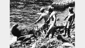 [책의 향기]日 야욕이 집어삼킨 독도의 주인 ‘강치’