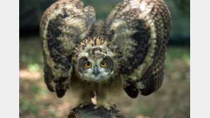 멸종위기 ‘수리부엉이’ 촬영하려고 조명 밝힌 사진작가 첫 벌금형 기소 