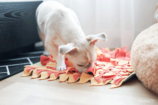 우리집 강아지, 실내놀이로 스트레스 날려요