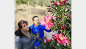 겨울철에 동백꽃 만개