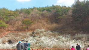 ‘괴산 미선나무’ 지리적 표시 단체표장 출원