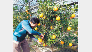 하우스 한라봉 수확