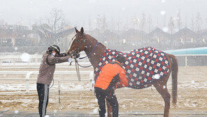 VIP를 모셔라…경주마 ‘감기와의 전쟁’