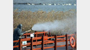 3주새 772만 마리 도살처분… 발빠른 AI 어떻게 막나