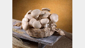 [기업&CEO]머쉬마루, 특화버섯으로 대박 행진 