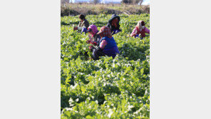 김장 무 수확 한창