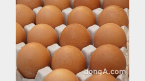 AI 확산 여파, 계란값 또 오른다…일주일새 10% 올라