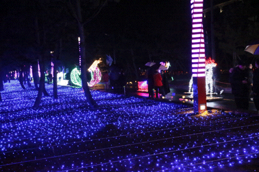 [엄마·아빠 어디가] 보성차밭 빛축제