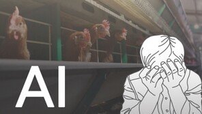 산란계농가 “AI 의심 가금류, 고의로 유통할 이유 없다”