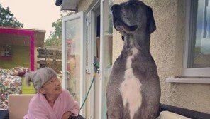 길이 ‘2m28cm’ 세계에서 가장 큰 개, 사육비가 무려…