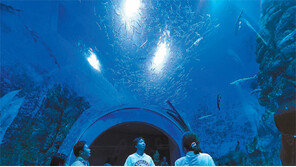 단양 ‘다누리 아쿠아리움’ 겨울철에도 인기