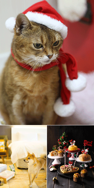 반려동물에게 특별한 크리스마스 선물 줄까?