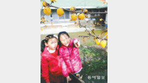 한겨울에 만개한 납매나무