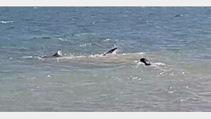 [영상]난폭한 뱀상어 쫓아 헤엄치는 ‘겁 없는’ 개, 제정신?