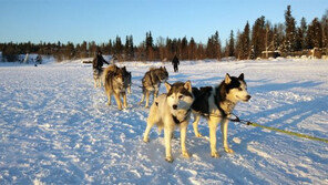 반려견 공격하는 동물에 주먹 ‘퍽’, 나중에 보니 맹수 퓨마 “허덜덜”