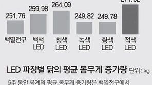 산란계, 붉은빛 아래서 알 ‘쑥쑥’… 육계는 노란빛 아래서 살 ‘포동’