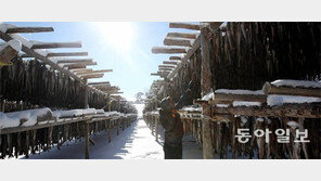 추위가 반가운 황태덕장