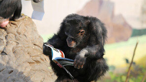 책 보는 동물원 침팬지 포착…“혹성탈출의 서장?” 누리꾼 폭소