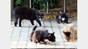 경기 포천서 고양이 AI 의심 신고…“감염 폐사체 먹고 감염될 가능성 커”