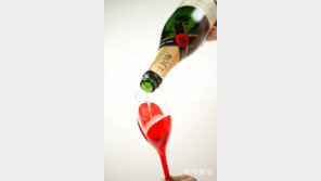 [책의 향기]샴페인 한잔하며 읽고 싶은 노통브의 취중진담