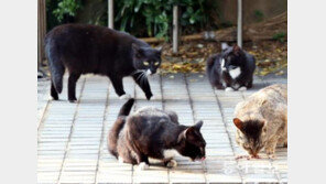 고양이 AI 감염…사람은 괜찮나? “고양이→사람 전염 사례는 한 건뿐”