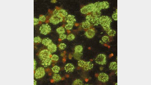 야생진드기 바이러스 가족간 2차 감염 사례 국내 첫 보고
