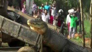 5미터 넘는 대형 악어 구조…‘공룡 같네’