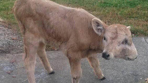 머리 하나에 주둥이 둘, 송아지 ‘럭키’ 사망…“죽기 전 주인 기다린듯”