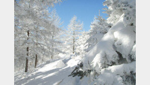 [엄마·아빠 어디가] 지리산 남원 바래봉 눈꽃축제