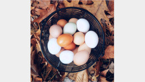 그 많던 하얀 달걀 어디로 가고, 갈색 달걀만 식탁 오를까