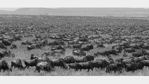 [책의 향기]세포부터 초원의 들소까지… 그들의 생존 법칙