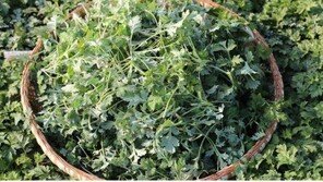 [남도&情]항산화 활성 효과 ‘거문도해풍쑥’ 차-인절미-쑥떡 등으로 즐긴다