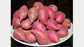 [남도&情]건강웰빙식품 황토고구마 인기 명절엔 3000박스 판매 ‘불티’