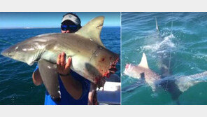 상어가 상어 잡아먹는 ‘동족상잔’ 포착…한입에 몸통 반토막, ‘오싹’