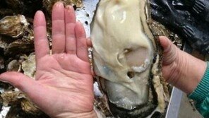 성인 손바닥 보다 큰 초대형 ‘굴’ 日서 잡혀…방사능 오염?
