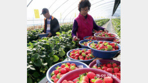 한겨울 딸기 수확