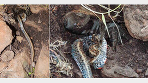 뱀 잡아먹는 거대 독거미, 야생서 첫 포착…‘경악’