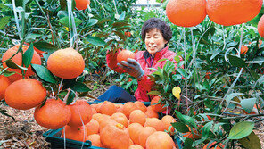 아열대 과일 ‘레드향’을 아시나요