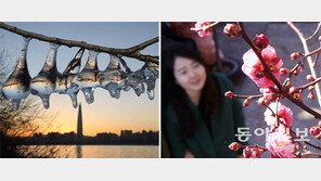 고드름 주렁… 홍매화 활짝… 겨울의 두 얼굴