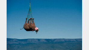 '하늘을 나는 코뿔소', 알고보니…“밀렵 막으려 새 서식지로”