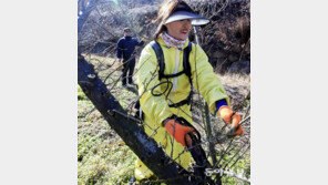 매화나무 가지치기