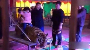 [영상]호랑이 밧줄로 꽁꽁 묶고 올라 타 기념사진…동물 학대 논란