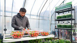 녹조식물 ‘클로렐라’ 농작물 재배에 효과 만점