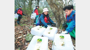 고로쇠 수액 본격 채취