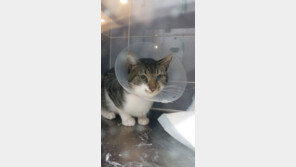 반려인 속 태우는 천차만별 동물병원비