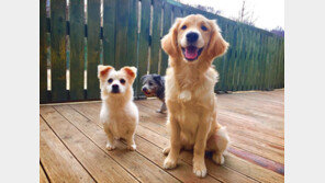 포천 ‘수목원애견스쿨’ 훈련부터 목욕까지 풀코스