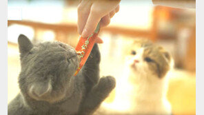 ‘고양이 마약’ 챠오 츄르, 반려묘 간식으로 인기