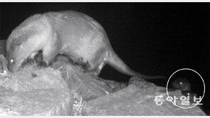 서울 도심 한강에 수달이 돌아왔다