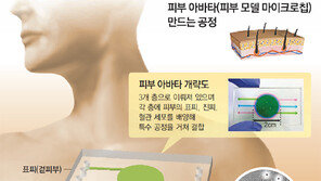 [단독]2㎝ 칩에 피부 겉-속 모두 재현… 藥-화장품 독성실험에 활용