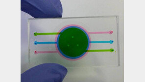 [단독]동물-임상시험 대체 ‘피부 아바타’ 첫 개발